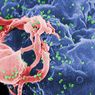Uodporniono myszy na wirusa HIV. Kiedy to samo stanie się z ludźmi?