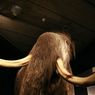 Rosjanie i Koreańczycy łączą siły, żeby przywrócić do życia mamuta