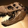 Tyrannosaurus rex był znacznie większy niż myśleliśmy