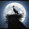 „Longdaysin” - sposób na manipulacje zegarem biologicznym