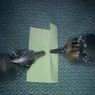 Co porabia w wolnych chwilach robot chirurgiczny?