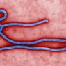 Uczeni odkryli lekarstwo na wirusa Ebola