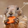 TVP ma apetyt na więcej DVB-T