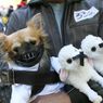 15 najciekawszych psich przebrań na Halloween