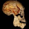Nowe znalezisko potwierdza: istniał Homo rudolfensis, kolejny gatunek człowieka