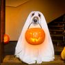 Gadżety na Halloween