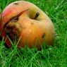 Apple wyśmiane w telewizji, blogerzy zapowiadają pozwy?