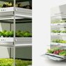Mini-farma w twojej kuchni