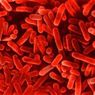 Spryskiwacze i wycieraczki z bakteriami Legionella