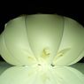Lampa czy meduza