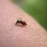 Malaria – jak się chronić w podróży?
