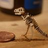 Miniaturowe modele dinozaurów