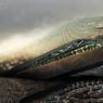 Architektoniczny sposób rozwiązania konfliktu izraelsko-palestyńskiego