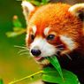 Wszystkiego najlepszego, lisku! Firefox jest z nami już 10 lat