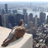 Z czego zrobiono najdroższą makietę Manhattanu?