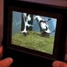 Webshake.tv #13 - Apple patentuje trójwymiarowy wyświetlacz!