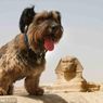 Pies globtroter – World Woof Tour