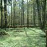 Projekty dla Puszczy Białowieskiej