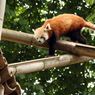 Quo vadis, Firefox?