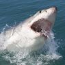 SharkStopper - postrach rekinów. Bezpieczne nurkowanie w każdym miejscu na świecie