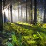 Kiedyś zboże, teraz lasy. Wykop dziś zwariował, ale jutro już będzie normalnie