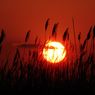 Astronomiczna wiosna już jest, kalendarzowa jutro