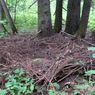 Jak wyglądają dowody na istnienie syberyjskiego yeti?