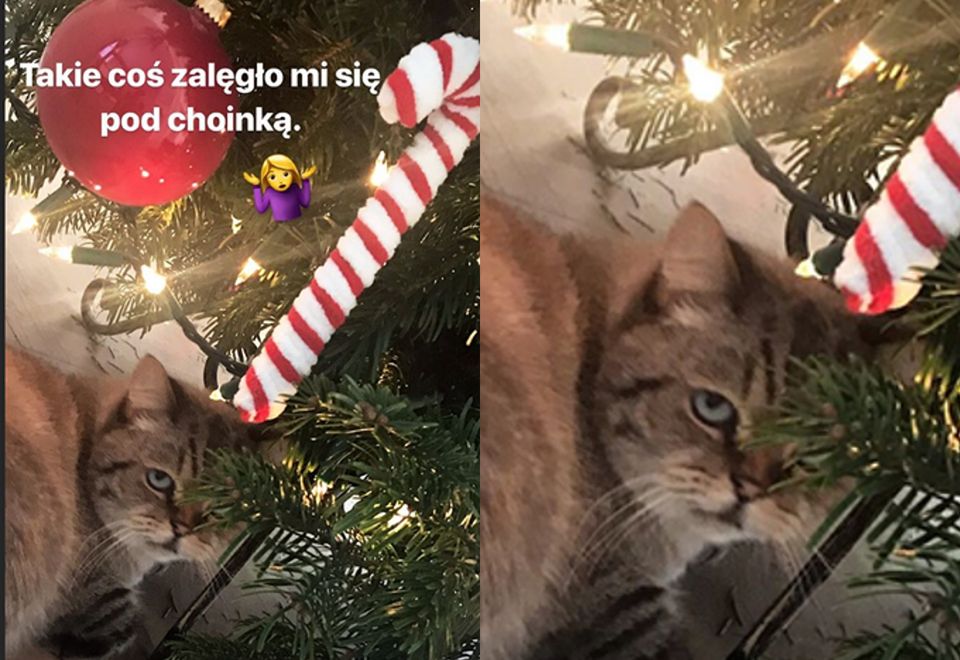 Choinki Prezenty I Obrażony Kot Tak Wyglądają świąteczne Domy