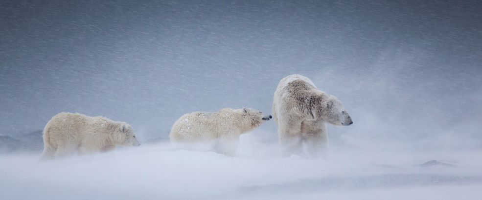 Fotografia autorstwa Judith Conning prezentuje poruszającą cenę zmagań trzech niedźwiedzi polarnych z burzą śnieżną. Autorce należy się dodatkowe uznanie za sfotografowanie dynamiki i umiejętność połączenia zdjęc w panoramę.