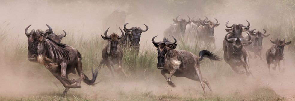 Niesamowicie dynamiczne zdjęcie Mohanraja zmusza widza do złożenia wyrazów uznania fotografowi. Jego wyćwiczone wprawne oko i świetna synchronizacja czasu otwarcia migawki pozwoliła mu na uzyskanie niesamowitego efektu.