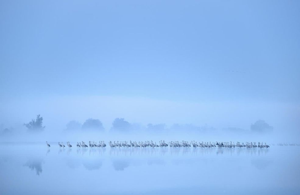 Główną nagrodą jest tytuł Fotografa Roku oraz 6500 dolarów w gotówce. Powędrowała ona w ręce alejandro Prieto Rojasa, który jest atutorem zdjęcia o nazwie ”Feeding Flamingos” (”Karmiące flamingi”). Obraz ten przedstawia stado ptaków, w którym starsze karmią pisklęta. To niebywale urokliwa scena, obok której nie można przejść obojętnie. To zdjęcie również zostało nagrodzone pierwszym miejscem w kategorii ”Najlepszy portret”.