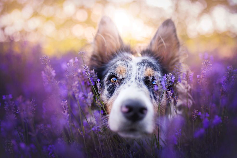 Marcin Watemborski: Jak długo fotografujesz i jak zaczęła się Twoja przygoda z fotografią?
Alicja Zmysłowska: Fotografią zajmuję się już od prawie 9 lat - jeśli liczyć to od rozpoczęcia pracy z lustrzanką cyfrową. Amatorsko fotografią zajmowali się także mój tata i starszy brat, więc styczność z tą dziedziną sztuki miałam właściwie od zawsze. Próbowałam swoich sił od najmłodszych lat - w formie zabawy aparatami jednorazowymi.