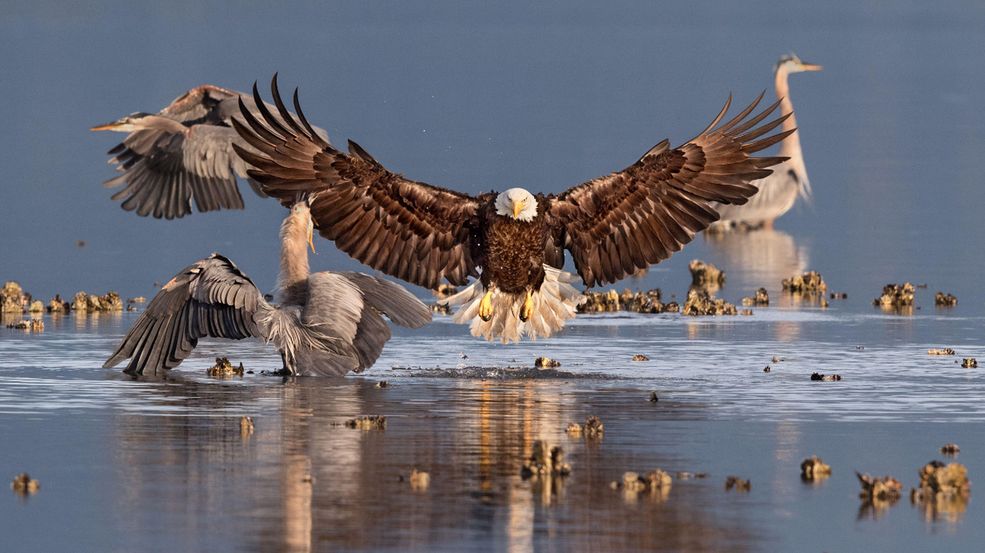 Zwycięskie prace zostały wybrane z ponad 7000 zdjęć zgłoszonych przez 1700 fotografów z 50 stanów USA, 6 prowincji Kanady oraz Kolumbii. Innymi słowy – konkurencja była dość poważna, a zadanie jury nie należało do najprostszych.