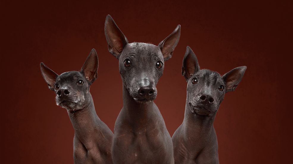 Aleksander Chochłow wraz z żoną Weroniką Jerszową portretują psy tak, żeby pokazać ich piękno i osobowość. Projekt "Dog Show" rozpoczęli w zeszłym roku i od tego czasu ich modelami było kilkadziesiąt psów. Wyjątkowe psie portrety cieszą się uznaniem i przynoszą wygrane w międzynarodowych konkursach takich, jak PDN Faces 2017 czy Tokyo International Foto Awards 2018.