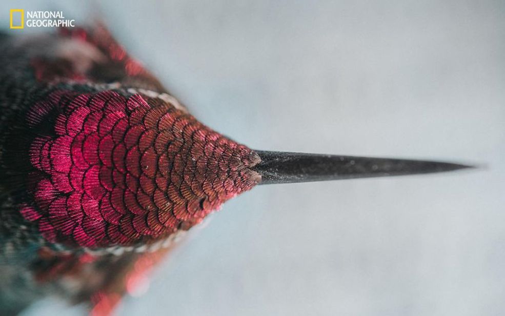 Jak myślicie – które ze zdjęć zdobędzie główną nagrodę? Więcej zdjęć możecie zobaczyć na stronie internetowej Nat Geo.