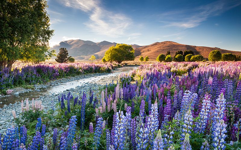 Organizatorem konkursu International Garden Photographer of the Year jest Garden World Images Ltd. Dodatkowo przy przedsięwzięciu pomaga Royal Botanic Gardens. Ciekawe w formie konkursu jest to, że bez znaczenia jest rok powstania pracy, a opłata za przyjęcie zgłoszenia wynosi 10 lub 25 funtów brytyjskich w zależności od zestawu fotografii lub całego portfolio.