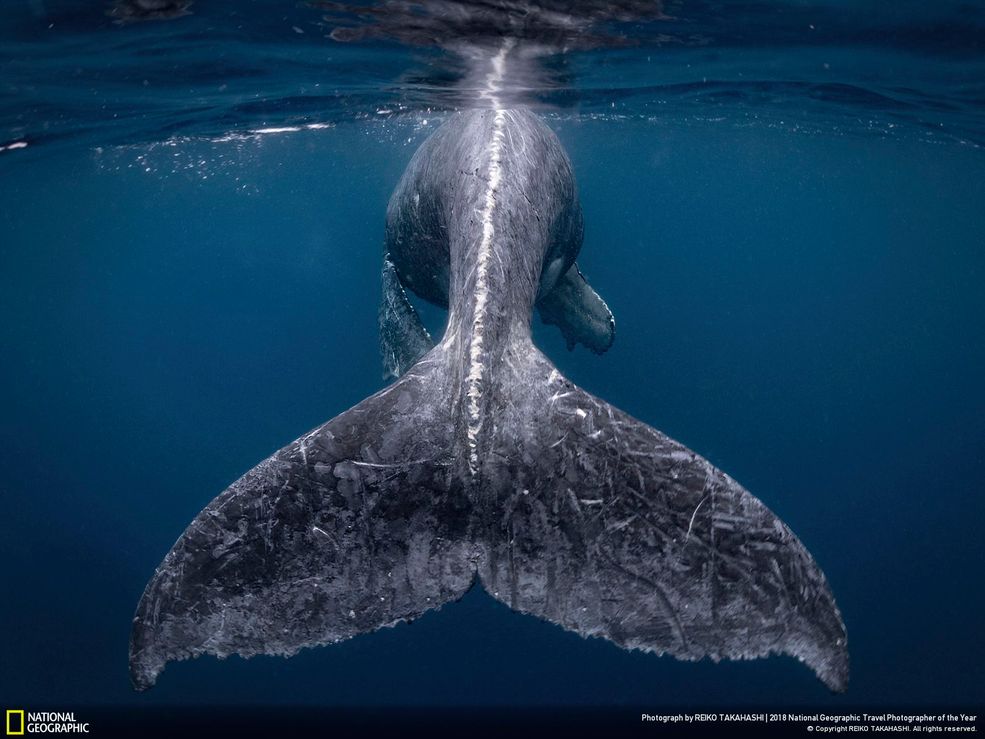 Tegoroczna edycja National Geographic Travel Photographer of the Year dobiegła końca. Zwycięskie prace jury wyłoniło z ponad 13 tys. zgłoszeń. Fotografowie mogli konkurować ze sobą w trzech kategoriach: Natura, Miasta i Ludzie.
Główną nagrodą w konkursie jest 10 tys. dolarów i tytuł Fotografa Podróżniczego Roku. Tym razem trafiła ona w ręce Reiko Takahashi z Japonii, za zdjęcie "Syrena".
- Miałem szczęście spotkać wieloryba z młodym podczas pierwszego nurkowania w pobliżu japońskiej wyspy Kumejima. Przez większość czasu cielę trzymało się blisko matki. W pełnym momencie zaczęło skakać i uderzać ogonem w wodę blisko nas - było bardzo przyjazne i ciekawskie. W końcu matka, która obserwowała młode, podpłynęła i zabrała je. Zakochałem się w cielaku całkowicie, a to jest jego bardzo energiczny, duży i piękny ogon. - mówi Reiko Takahashi