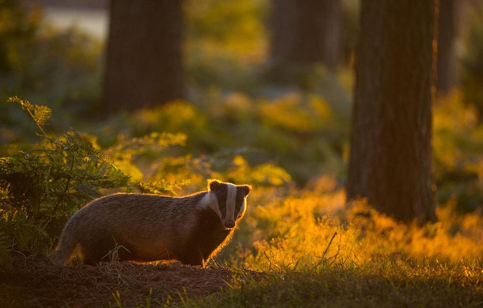 British Wildlife Photography Awards to konkurs, którego początki sięgają 2009 roku. Jego głównymi celami są: rozpoznanie talentów fotografów z UK oraz pokazanie różnorodności ich spojrzeń, przedstawienie piękna przyrody Wielkiej Brytanii, zaprezentowanie najlepszych zdjęć oraz skoncentrowanie się na ochronie naturalnego środowiska.