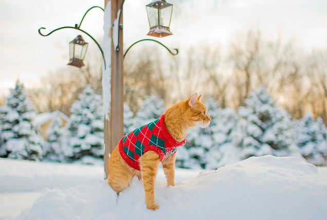 12 Winter