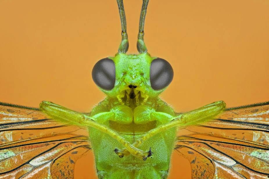 Idealną ostrość uchwycił dzięki technice focus stacking, czyli złożeniu wielu zdjęć w jedno, nakładając na siebie najostrzejsze obszary i maskując pozostałe.