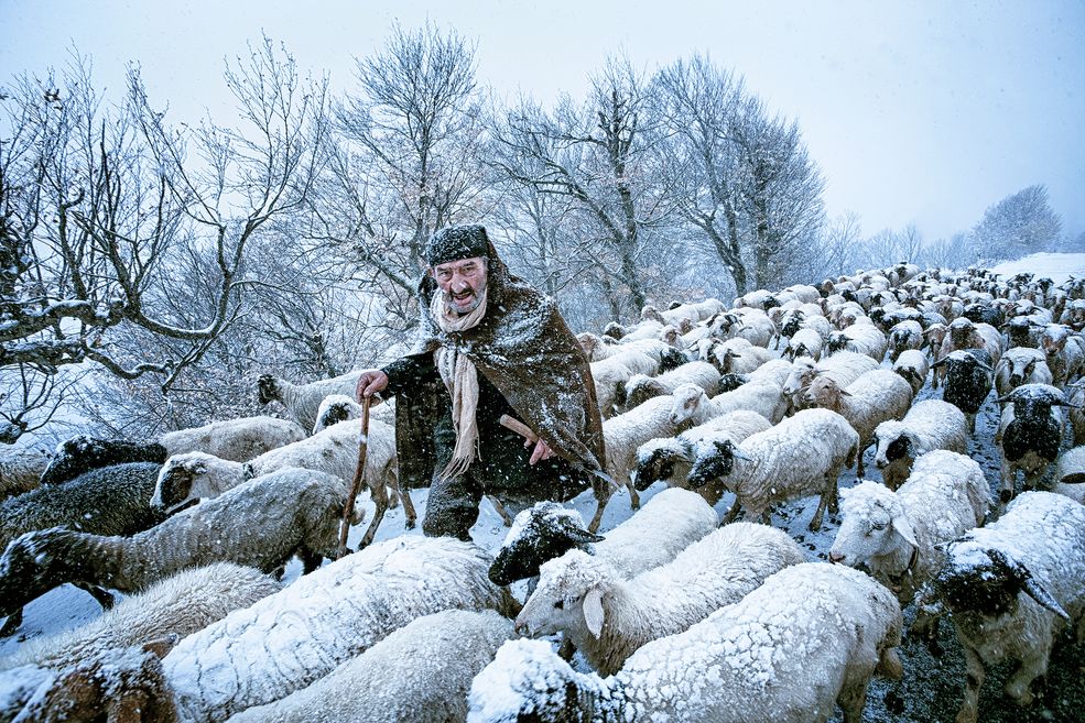 „Old Shepherd"