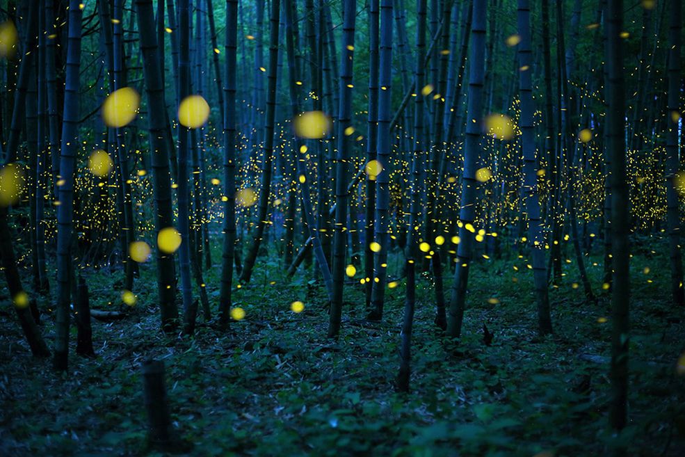 Tytuł Fotografa Roku w kategorii Open zdobył Kei Nomiyana z Japonii za zaprezentowanie zdjęcia „Enchanted Bamboo Lights”, natomiast dziecięcym Fotografem Roku został Sam Delaware ze Stanów Zjednoczonych za zdjęcie swojej siostry, zatytułowane „Sarah”. W osobnej kategorii Student Focus, wyróżnienia zdobyli: Felipe Romero Beltrán (Argentyna), Joshua Thomas (Australia), Sofia Jern (Finlandia), Julie Hrnčířová (Francja), Yui Takahashi (Japonia), Daisy Reza (Meksyk), Matilda Fraser (Nowa Zelandia), Adam Żądło (Polska), Rochelle de Abreu (RPA), Lei Cheong (Tajlandia).