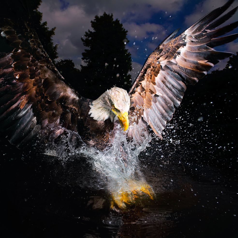 I miejsce w kategorii Nature: Wildlife