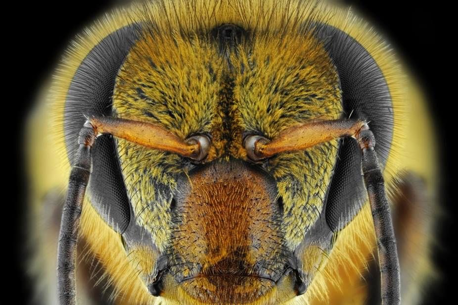 Donald Jusa, fotograf z Indonezji, uchwycił wielokolorowe oblicza owadów w inspirującej serii makro portretów.