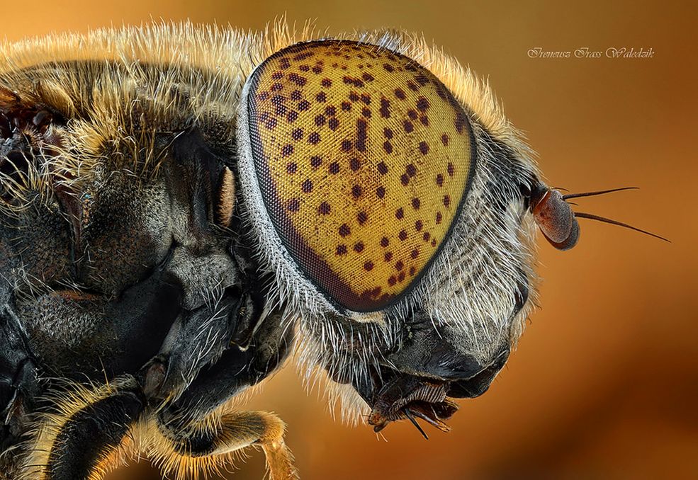 Czym fotografujesz?
Obecnie używam Nikona D750 oraz D7100 – dwie świetne puszki, które idealnie nadają się do makro. Podłączam do nich nietypowe obiektywy – Schneider Kreuznach Apo-Componon HM 90 mm f/4.5, Schneider Kreuznach Componon 35 mm f/4 oraz Schneider Kreuznach Componon 28 mm f/4. Są to szkła z powiększalników.
Wpinam je do aparatu za pomocą specjalnego adaptera odwrotnego mocowania oraz kilku redukcji filtrowych. Pierścienie pośrednie pozwalają mi na regulację skali odwzorowania.