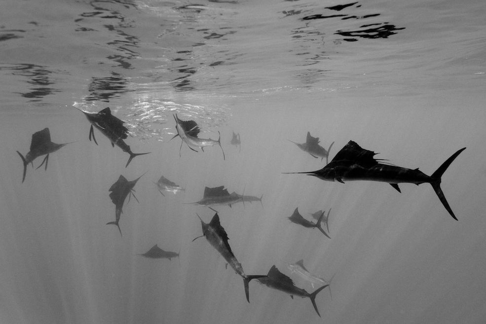 Fot. Reinhard Dirscherl / Niemcy 2nd Prize Nature Single
Reinhard Dirscherl, Germany
Atlantic sailfish attack Spanish sardines, off Yucatan Peninsula, Mexico