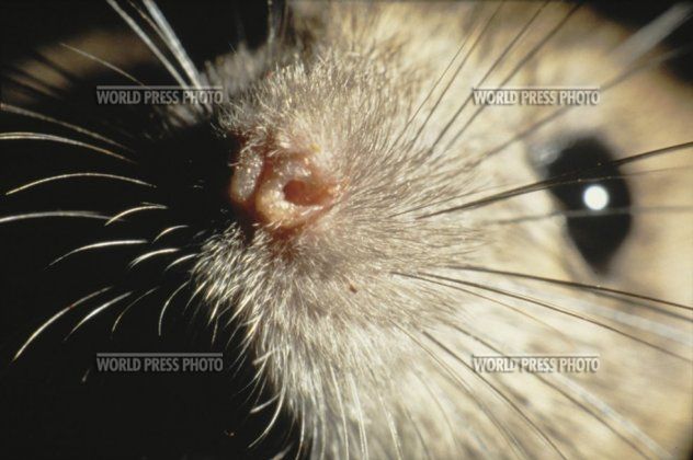 8 Niewidzialni mieszkańcy miast - szczury. Cipriano Pastrano Delgado fotografował gryzonie w zakamarkach, dziurach i kanałach. 1994.