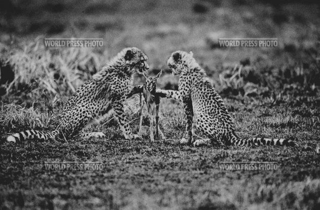 1 "Lekcja zabijania" - słynne zdjęcie Tomasza Gudzowatego. Małe gepardy polują na antylopę. Kenia, 1998.