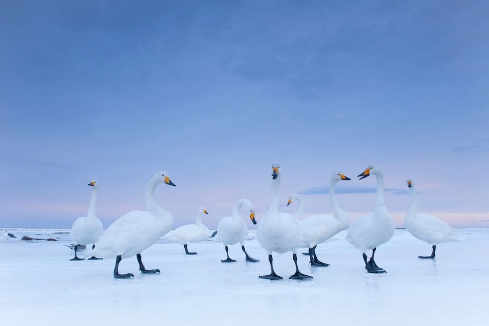 Fot. Stefano Unterthiner / dla National Geographic / Włochy 2nd Prize Nature Stories
Stefano Unterthiner, Italy, for National Geographic magazine
Whooper Swans at dawn, Hokkaido, Japan, January