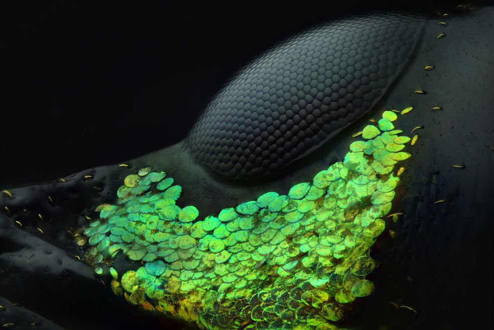 Międzynarodowy konkurs Nikon Small World organizowany jest od 1975 roku. Kierowany do osób, które są związane z fotografią za pomocą mikroskopu. Fotomikrografia to nie tylko piękne zdjęcia, ale również dokumenty naukowe, które mogą mieć znaczenie dla nauki lub przemysłu.